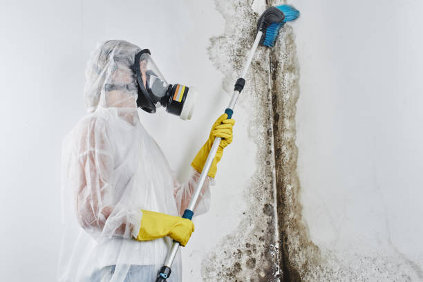 Forensic Mold Investigation in Lake City, FL